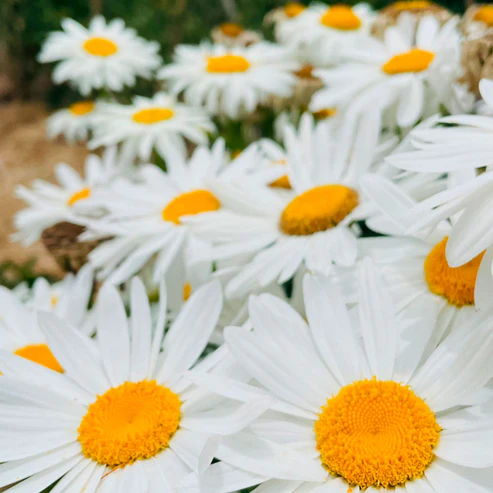 KM 100 MARGARITA, BLANCA