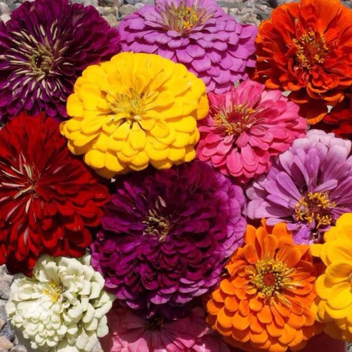 KM 100 ZINNIA MEZCLA