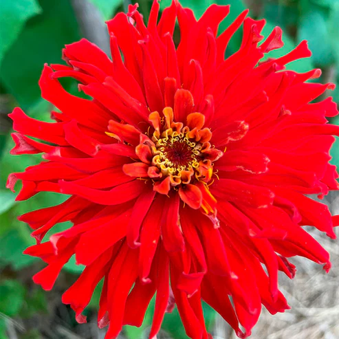 KM 100 ZINNIA, CACTUS ROJA