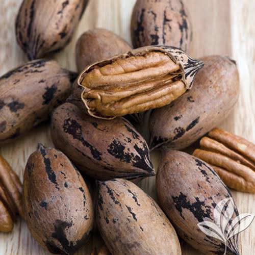 NUECES PECAN